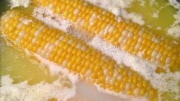 BUTTER BOILED CORN ON THE COB RECIPE