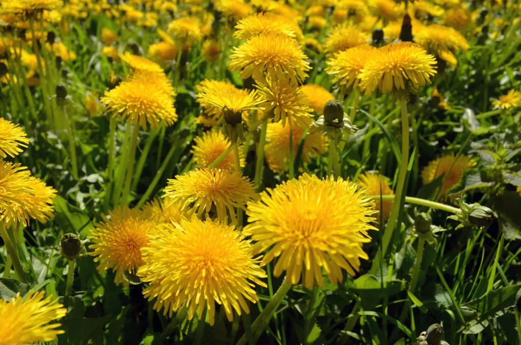 Dandelion Recipes and Food Uses